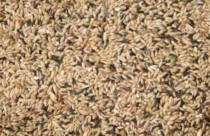 Postuurzaad Birdshop Eindhoven