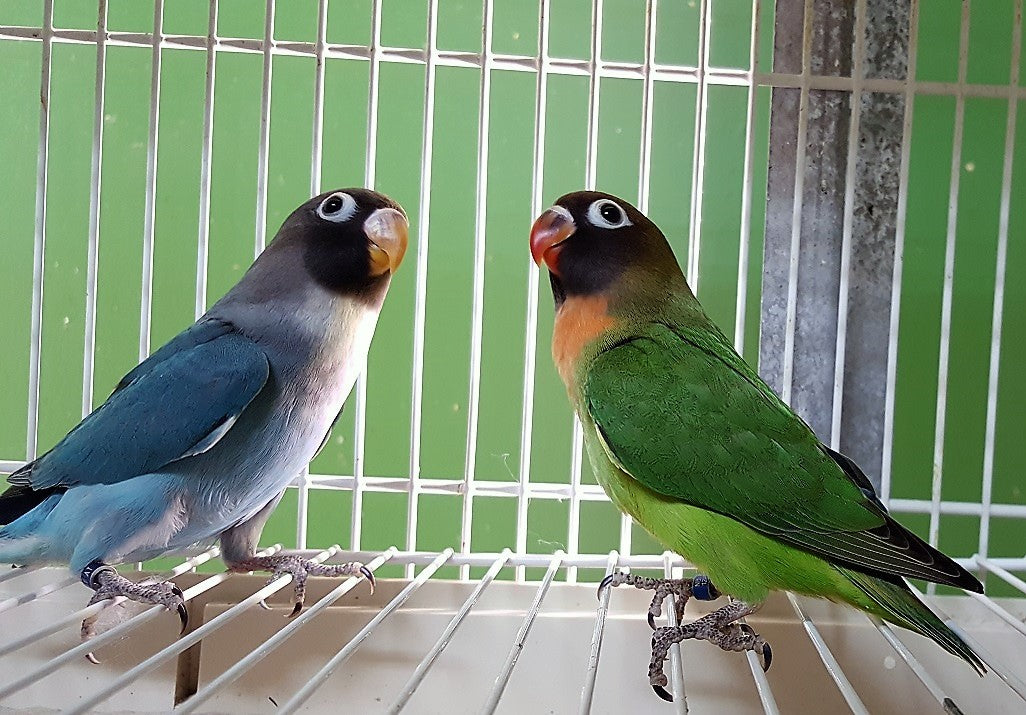 Dwergpapegaai/agapornis