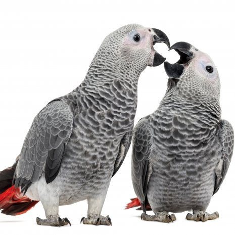 Grijze roodstaartpapegaai