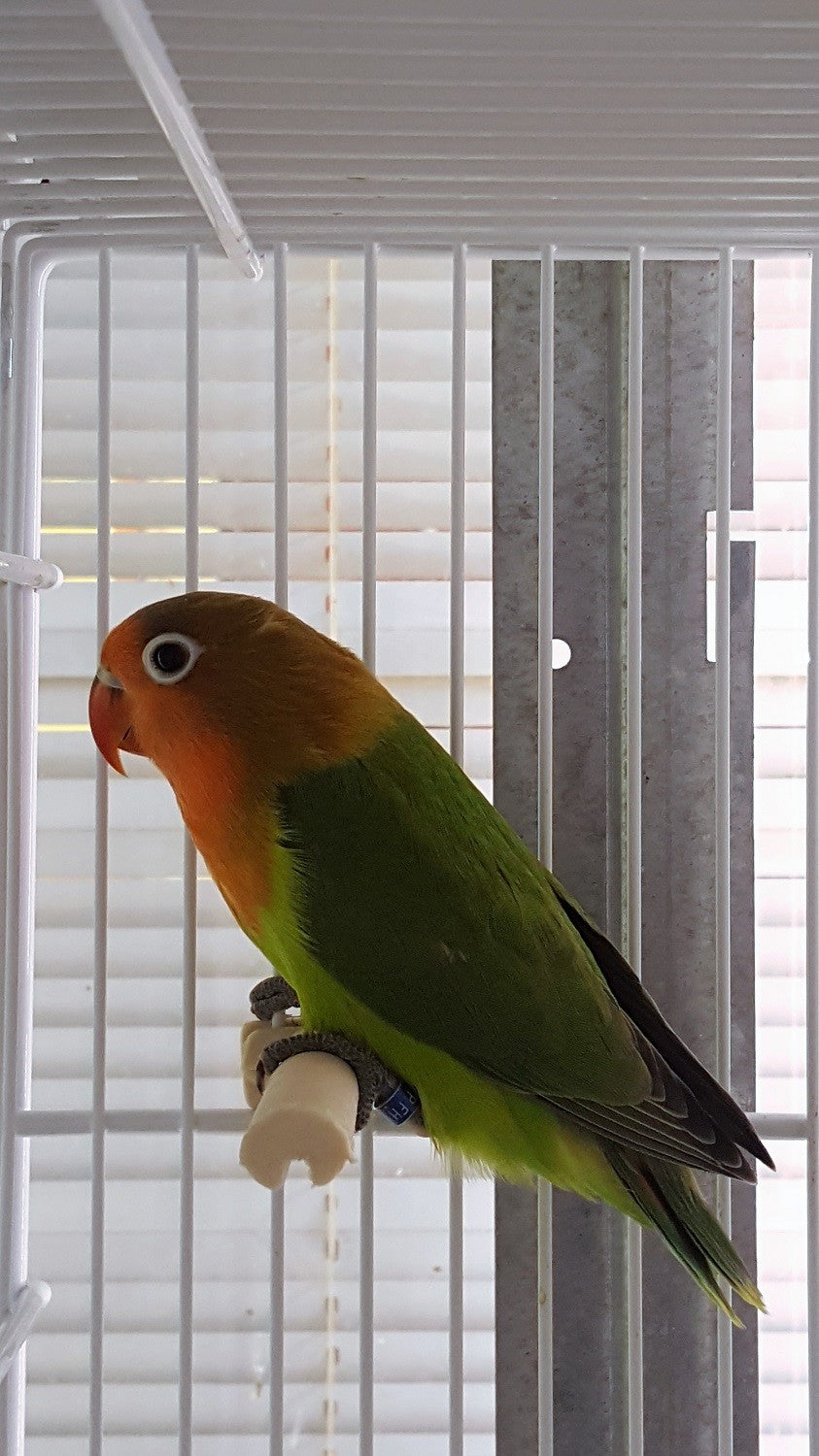 Dwergpapegaai/agapornis