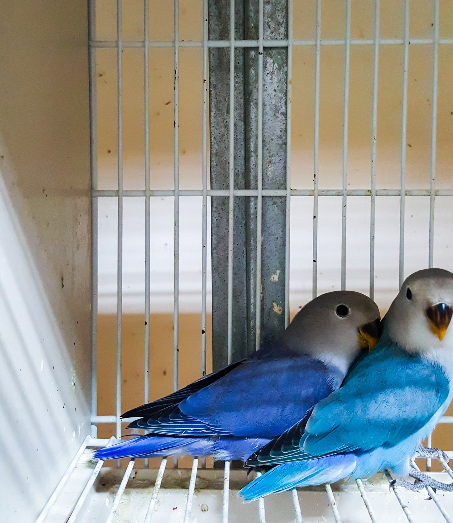 Dwergpapegaai/agapornis