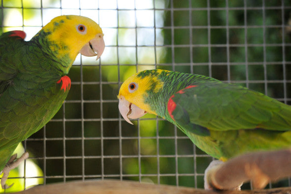 dubbelgeelkop amazone oratrix