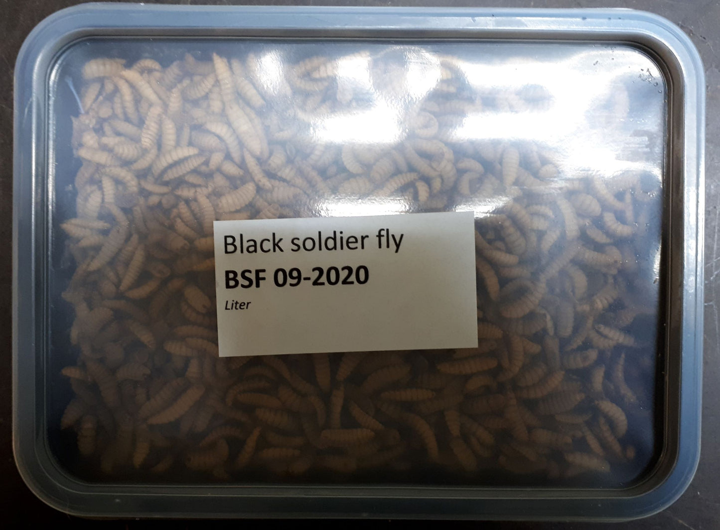 Black Soldier Flies