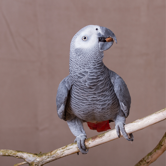 Your Parrot Wild nuts no shell