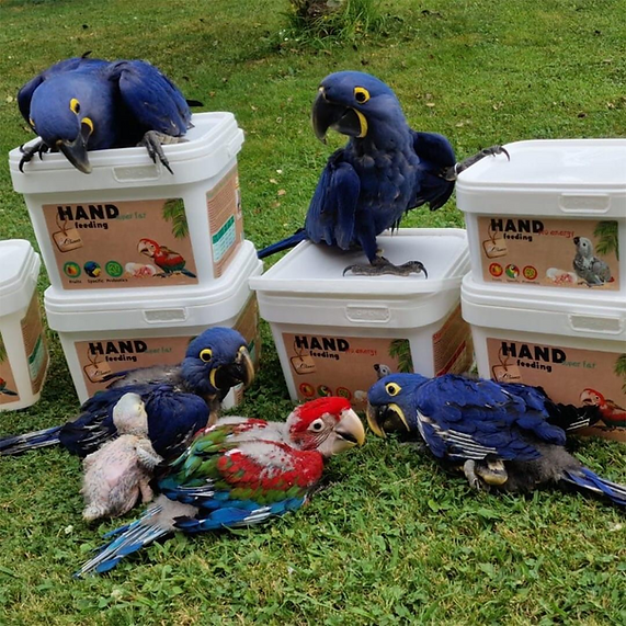 Your Parrot Handopfokvoeding Super Fat