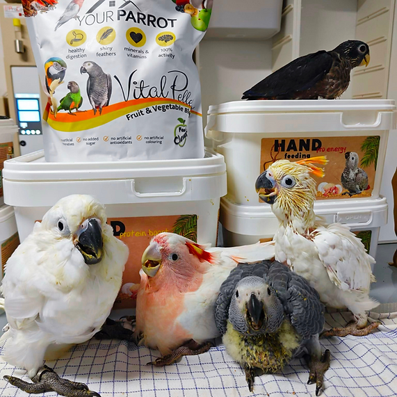 Your Parrot Handopfokvoer Pro Energy