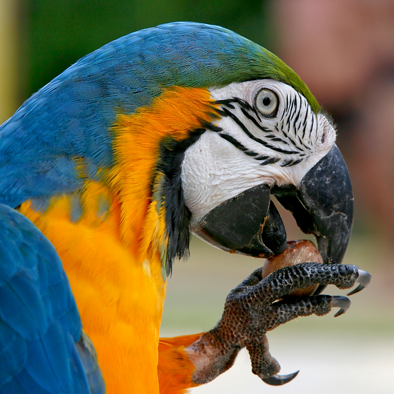 Your Parrot Wild nuts in shell