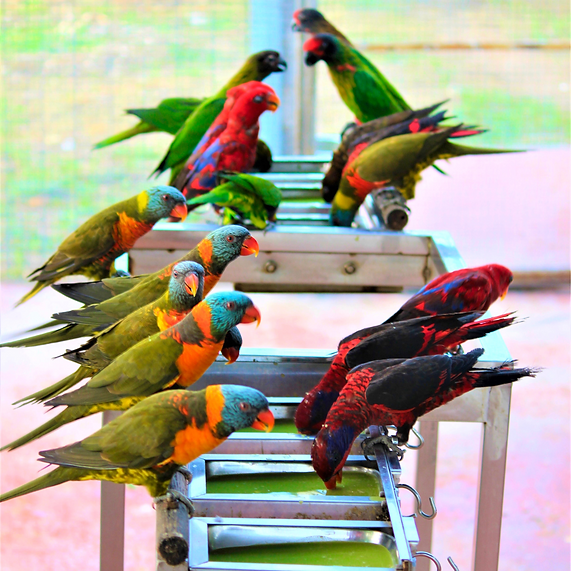 Your Parrot Lori Nektar Premium