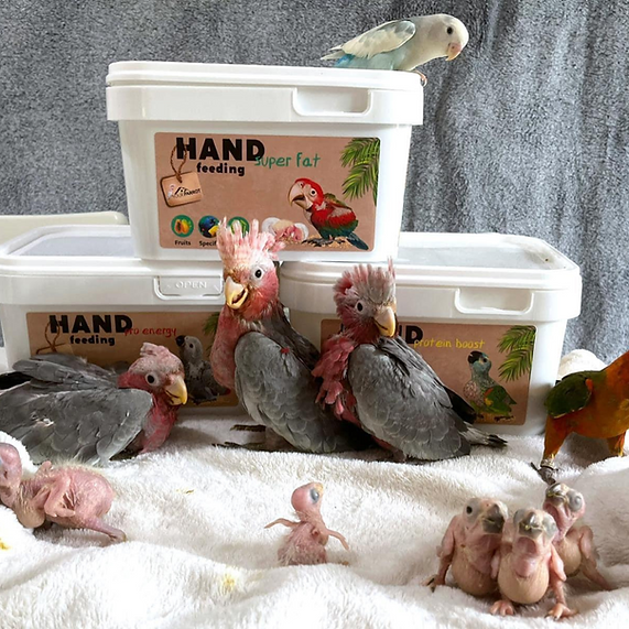 Your Parrot Handopfokvoeding Proteine Boost