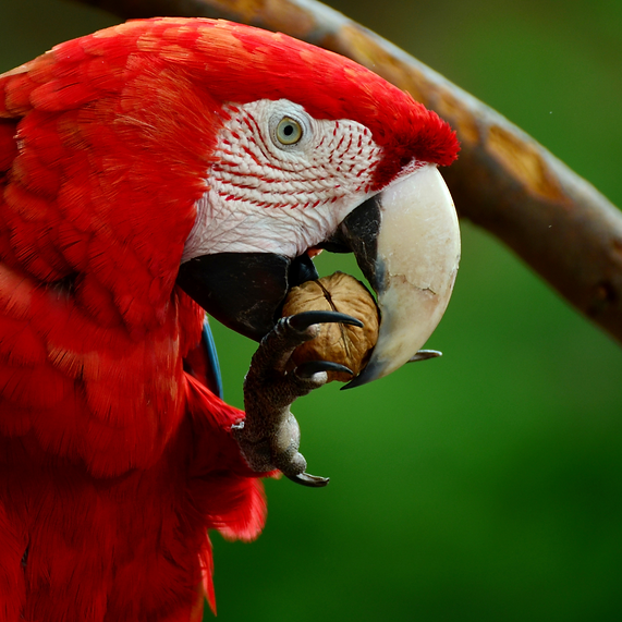 Your Parrot Wild nuts in shell