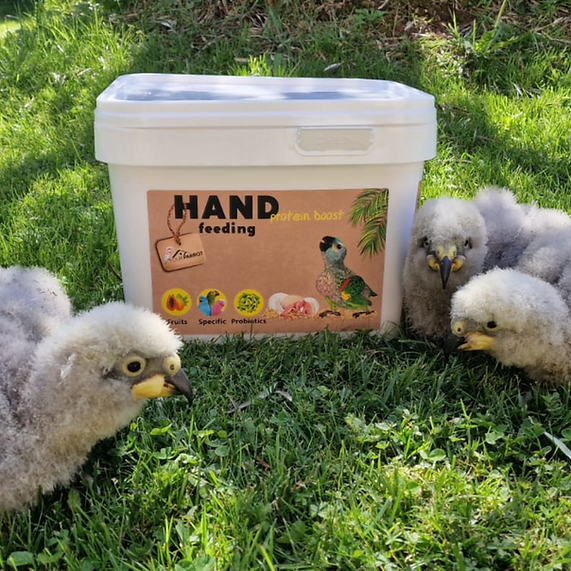 Your Parrot Handopfokvoeding Proteine Boost