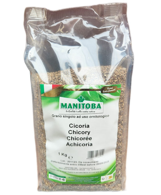 Cichorei 1kg - Manitoba