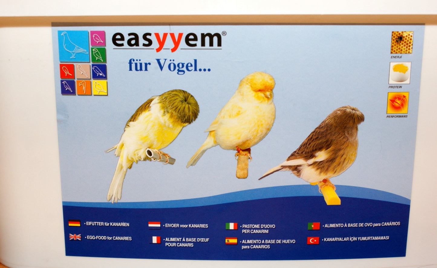 Easyyem eivoer kanarie