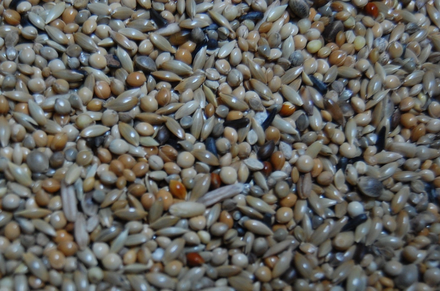 OBIE 5 Engelse parkiet mannesmengeling