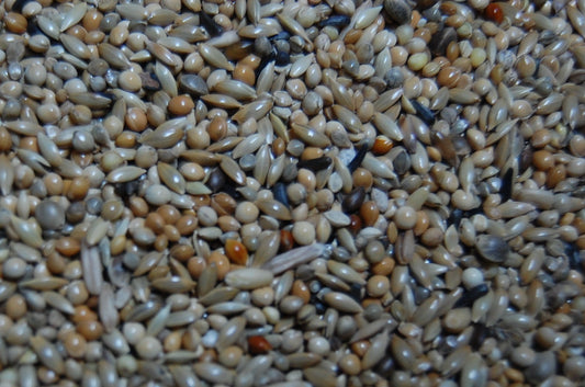 OBIE 5 Engelse parkiet mannesmengeling