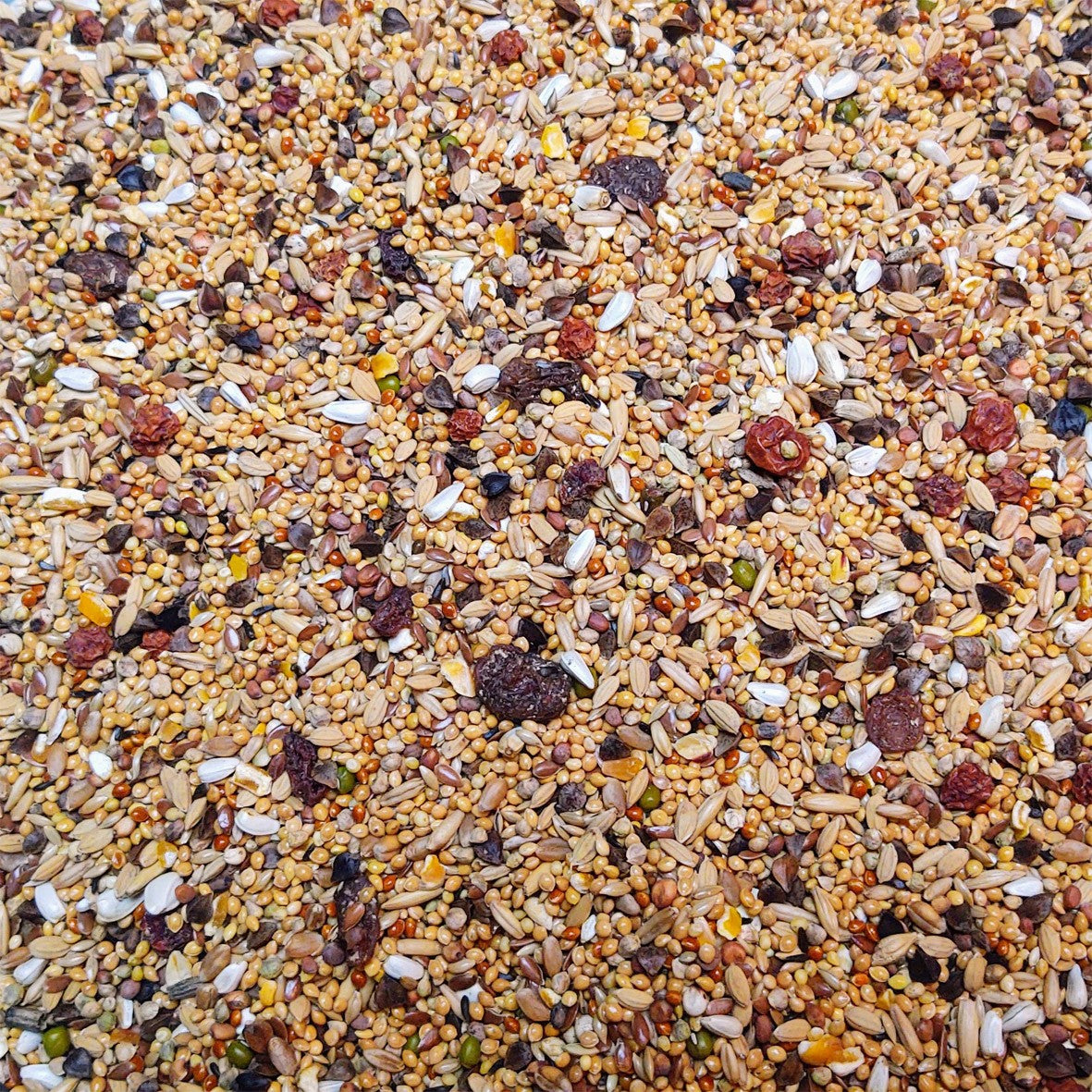 Bird Supreme Grote parkieten Excellent