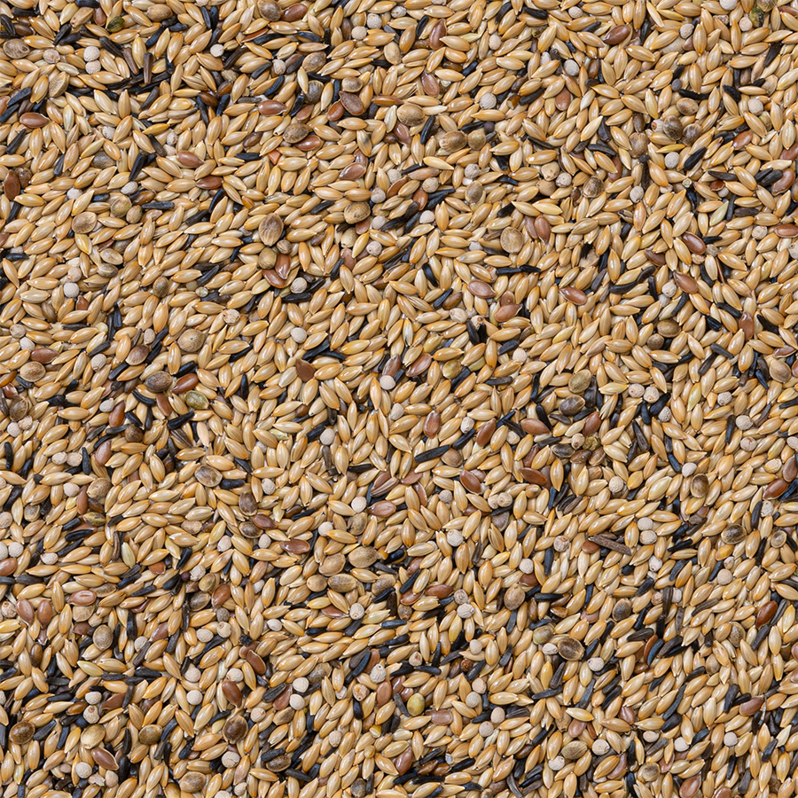 DELI NATURE 54 - Kanaries Kweek met Witte Perilla