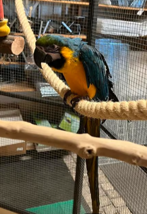 Blue and yellow macaw