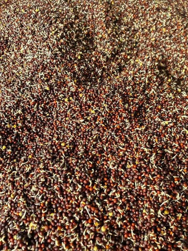 Germix Koolzaad Ravizzone