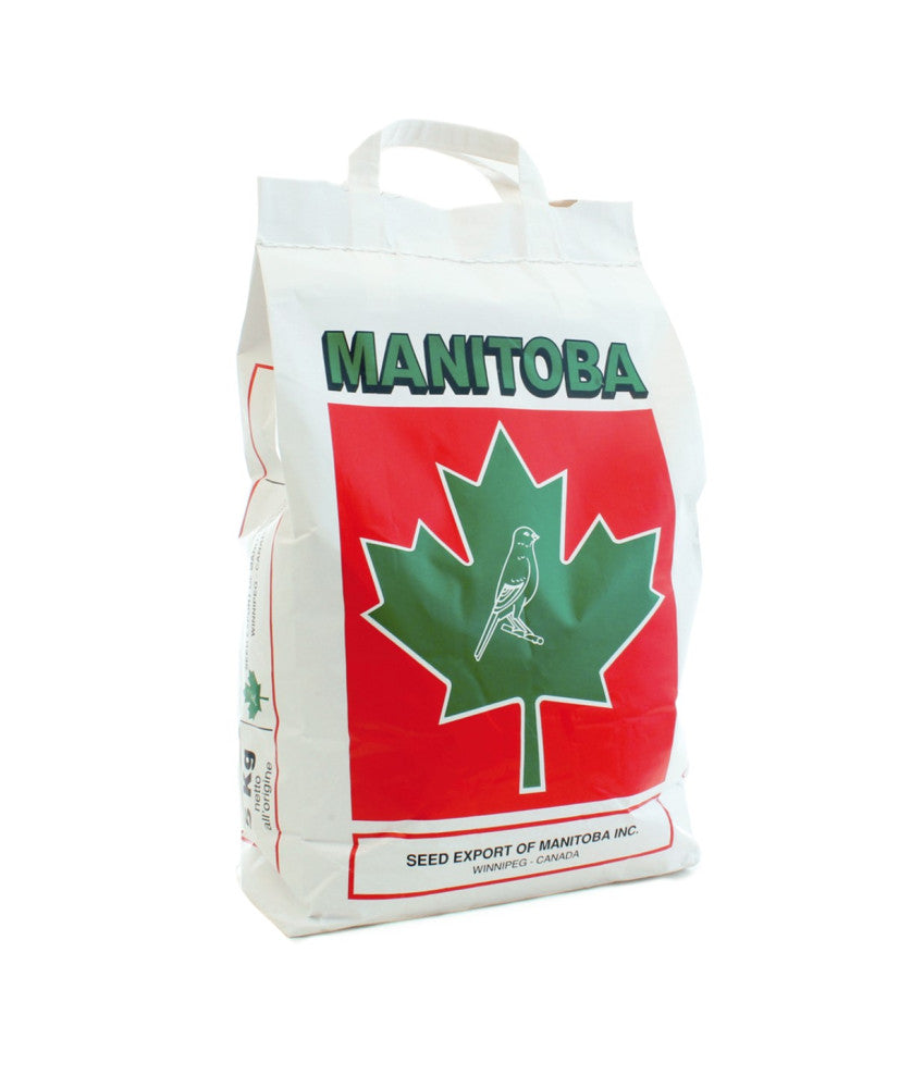 Manitoba T3 kanarie platino - met extra perilla