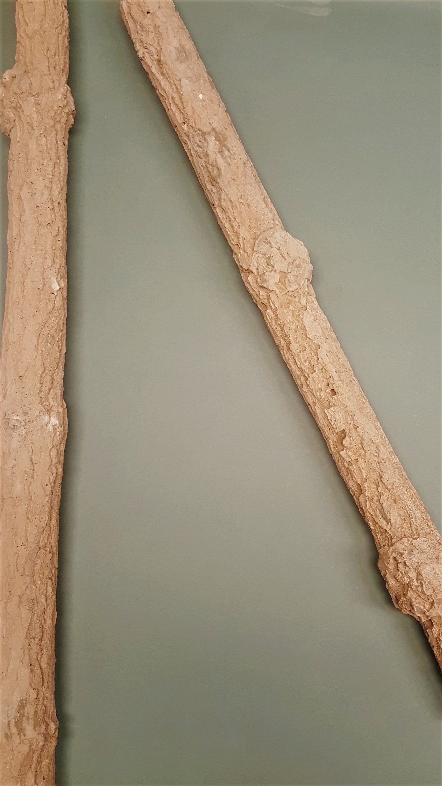 Nagelslijtstok Papegaai