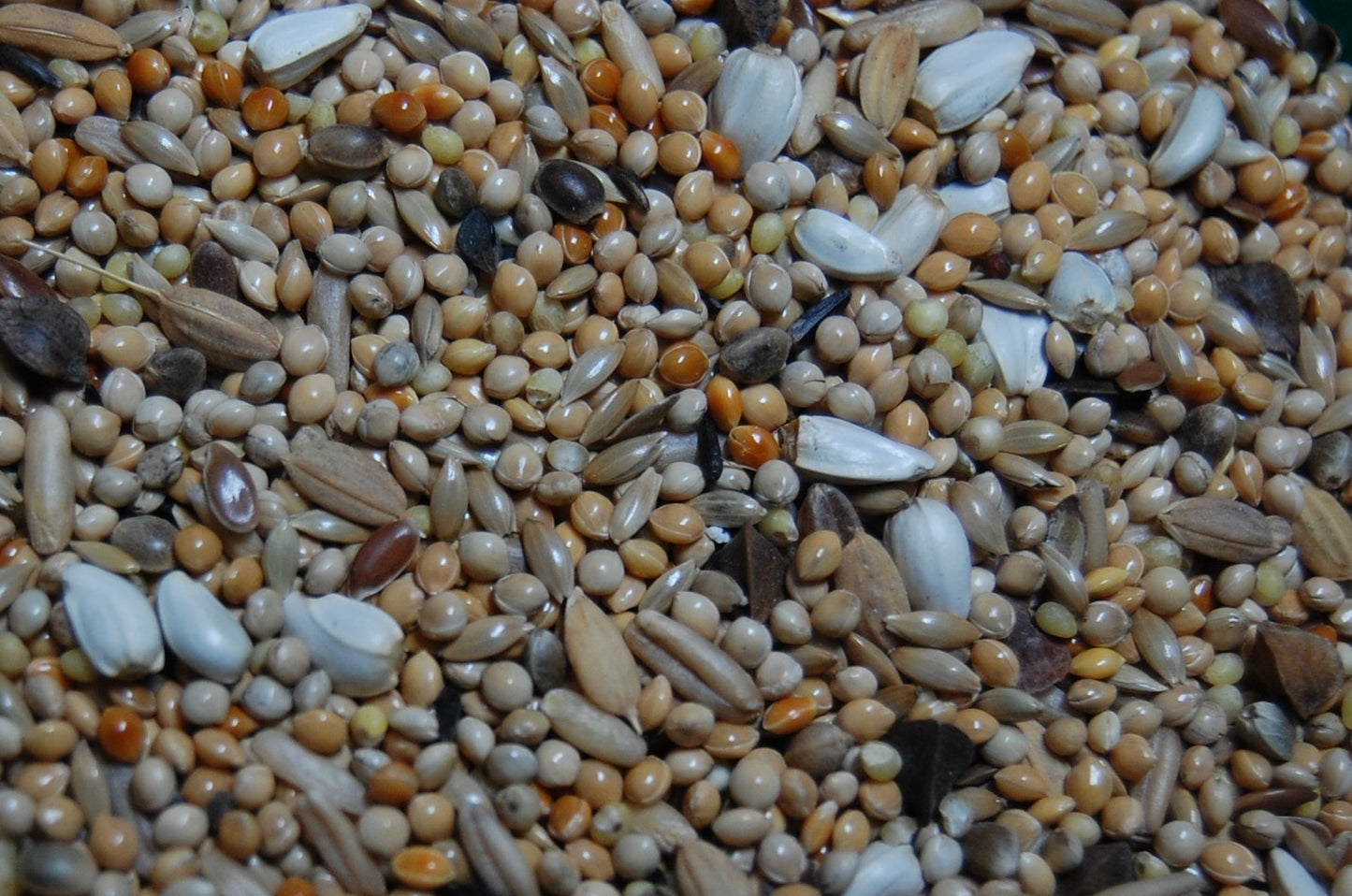 OBIE 3 Agapornidezaad super