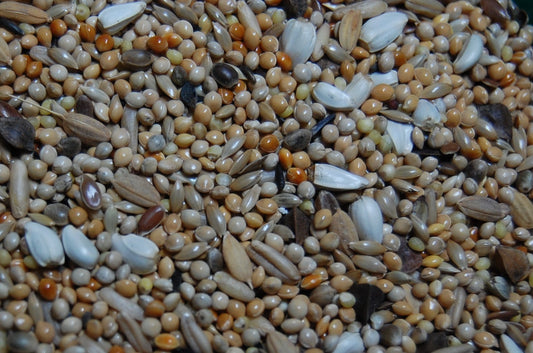 OBIE 3 Agapornidezaad super