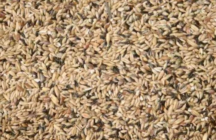 OBIE 13,3 Kanarie Zangzaad Postuur met hennep