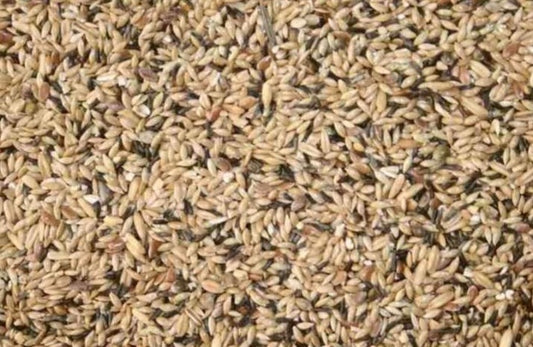 OBIE 13,3 Kanarie Zangzaad Postuur met hennep