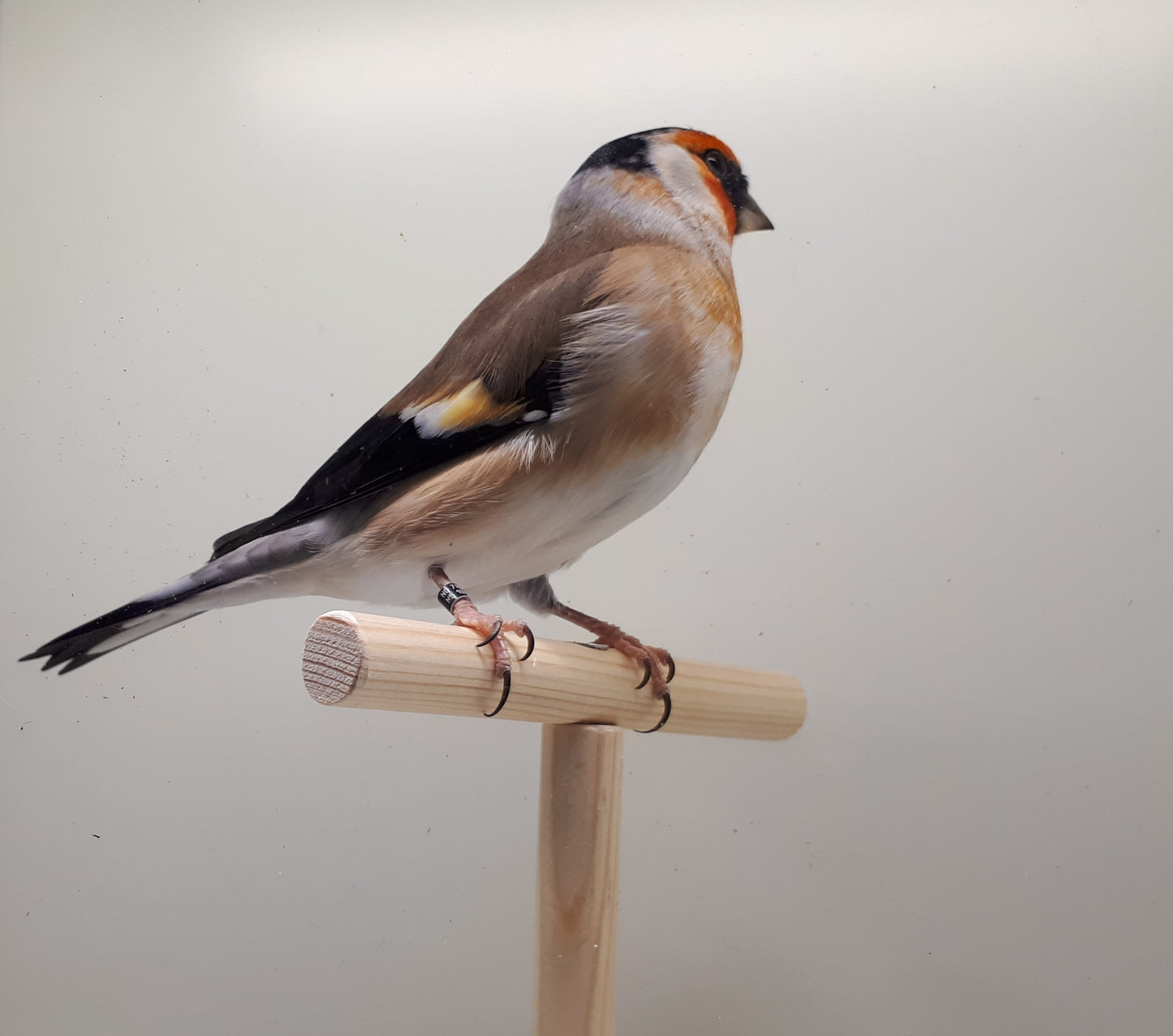 Bastaard Putter + Goudvink