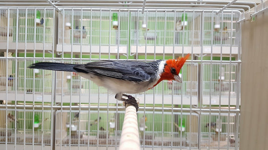 Red-crested Cardinal