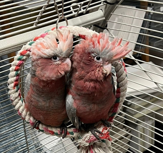 Rosé Cockatoo