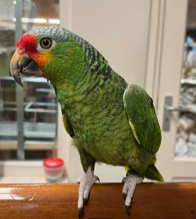 Geelwangamazone