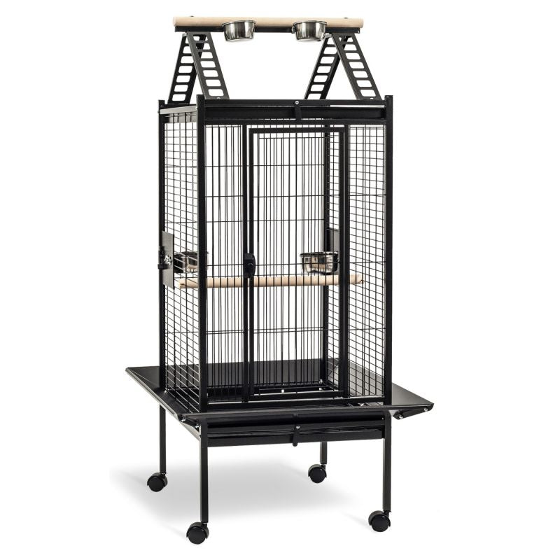 Kinlys Papegaaikooi Lucia