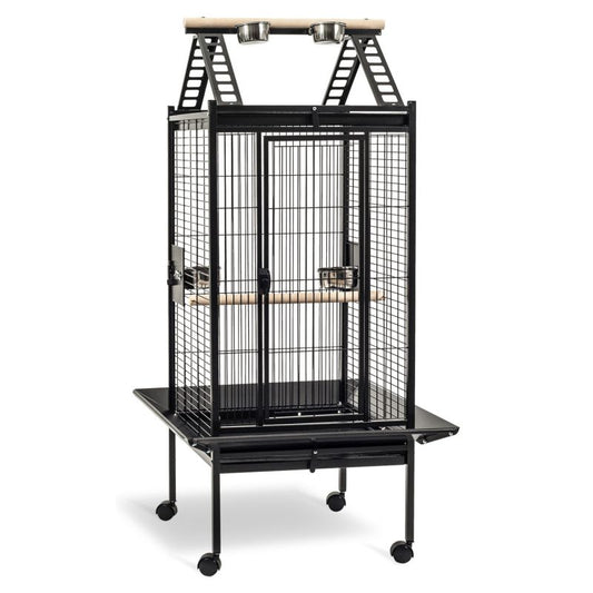 Kinlys Papegaaikooi Lucia