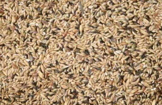 Postuurzaad Birdshop Eindhoven