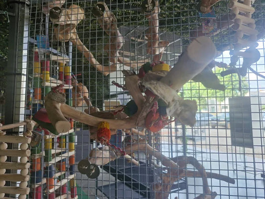 Single perch with toy