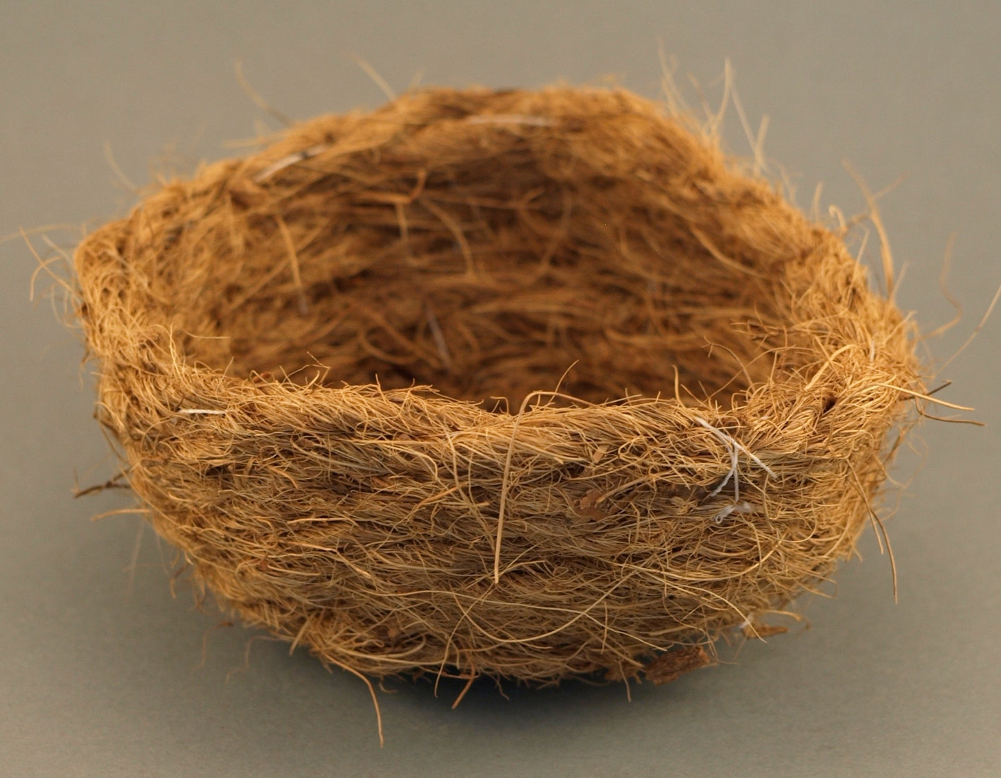 Kokos inlegnest