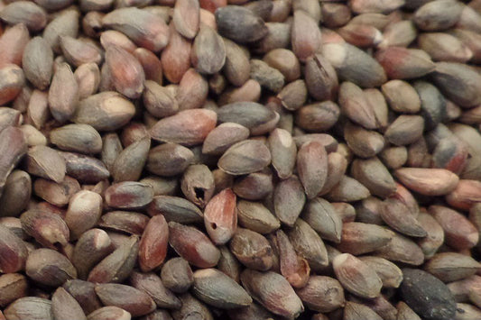 Dennenzaad cipressezaad grof 1kg