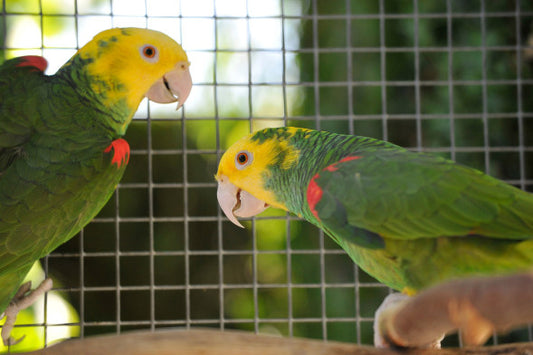 dubbelgeelkop amazone oratrix