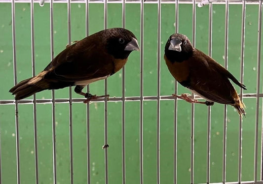 Brown-breasted reed finch