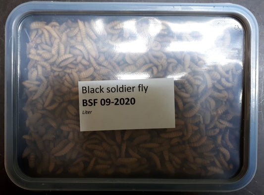Black Soldier Flies