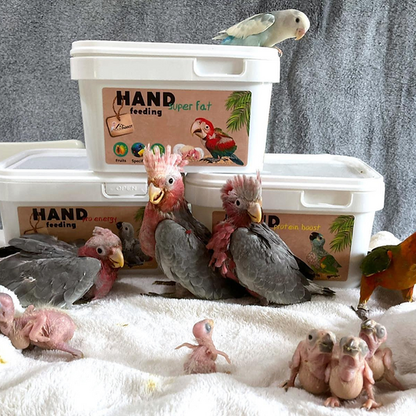 Your Parrot Handopfokvoeding Proteine Boost