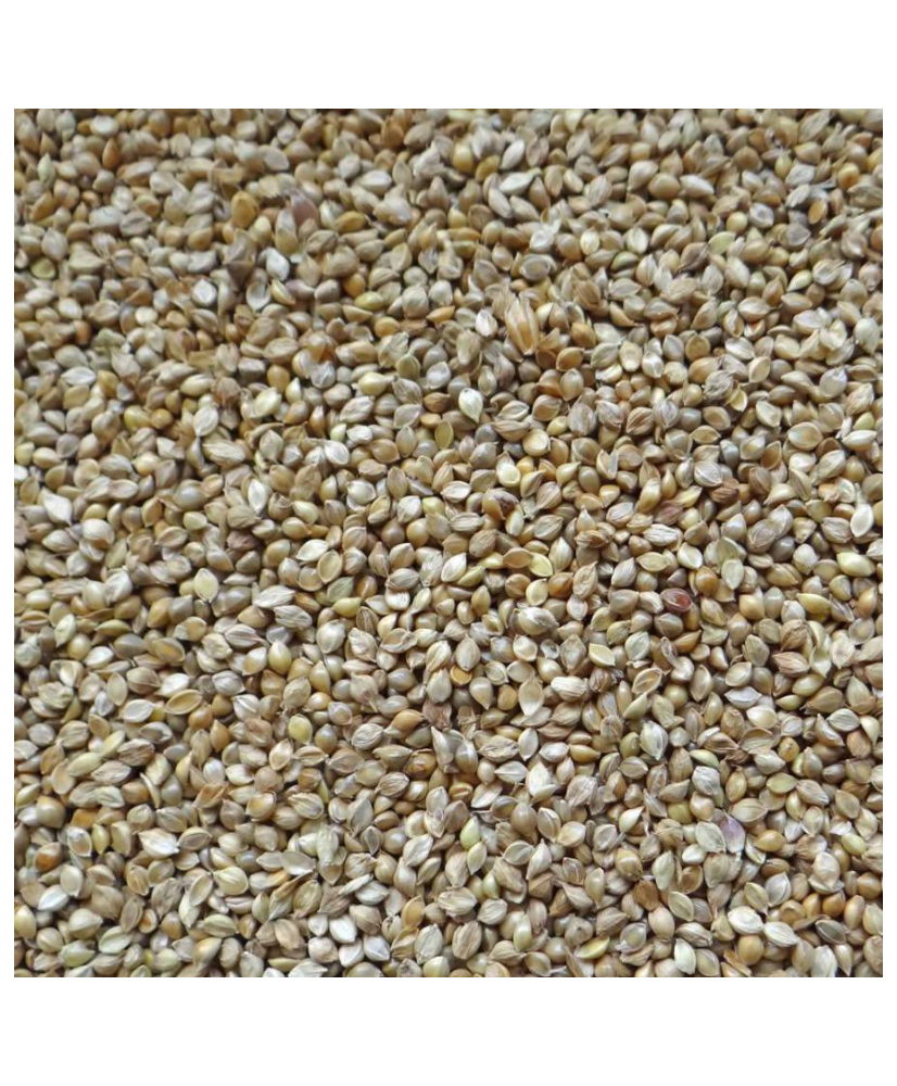 Japanse millet