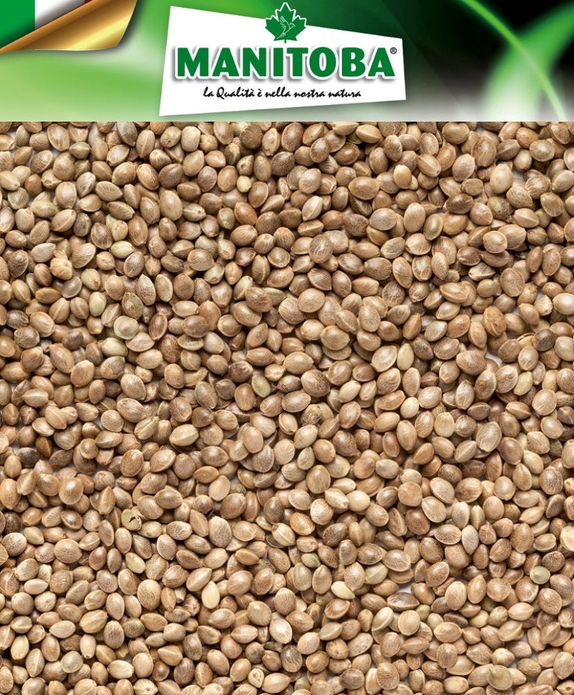 Kempzaad 1kg - Manitoba