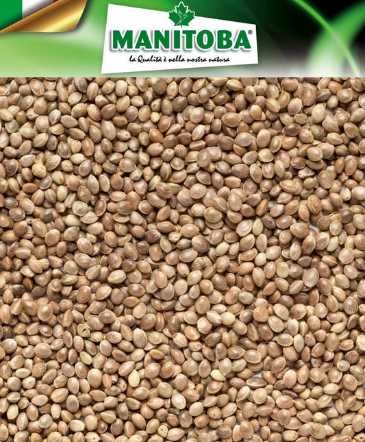 Kempzaad 1kg - Manitoba