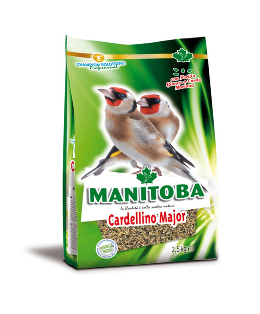 Manitoba Cardellino Major - Distelvinken