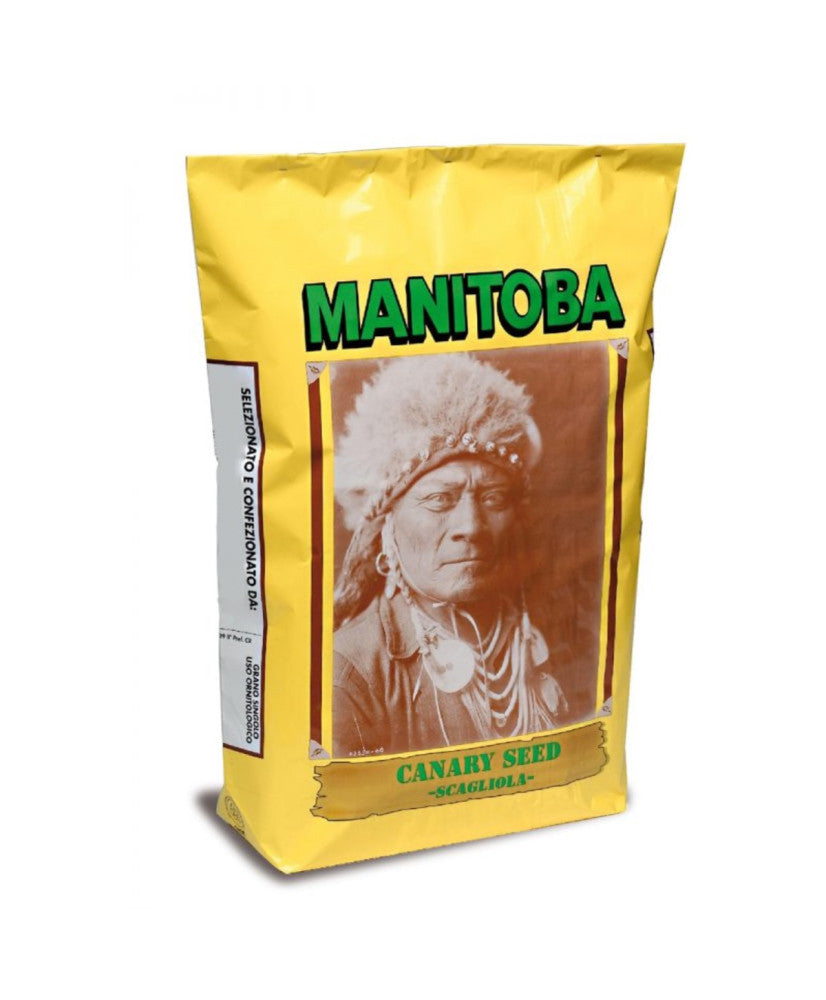 MANITOBA Plat witzaad
