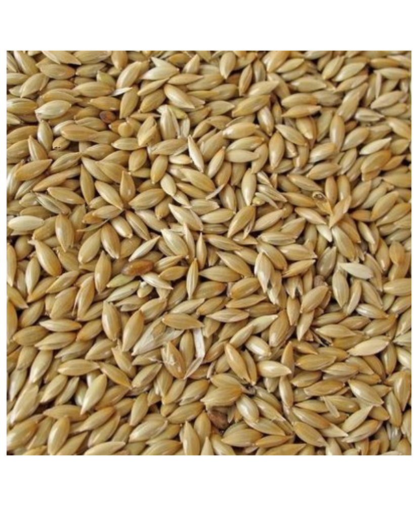 MANITOBA Plat witzaad