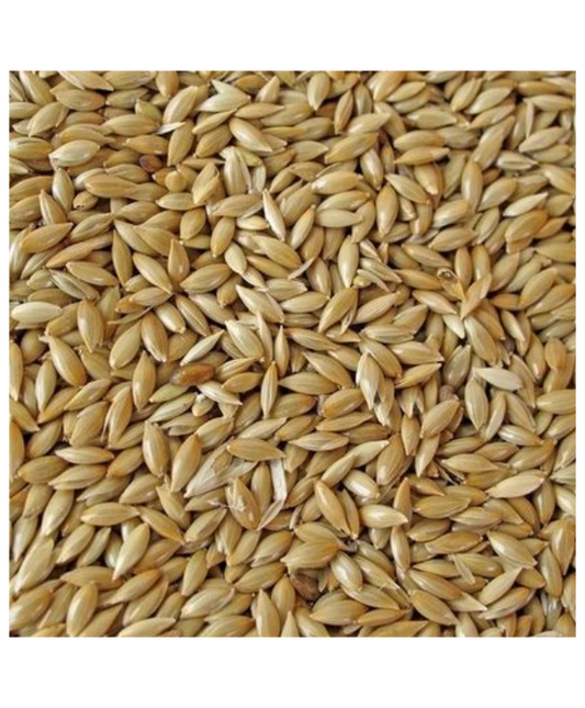 MANITOBA Plat witzaad
